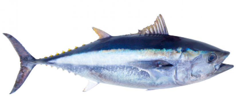 Los 12 alimentos imprescindibles del verano