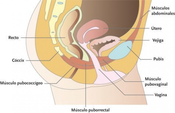 8 datos interesantes sobre el suelo pélvico