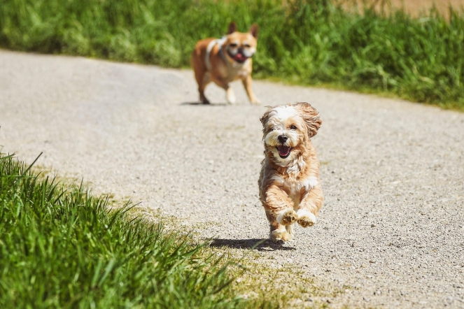 Clínicas veterinarias que ofrecen atención especializada para la salud animal