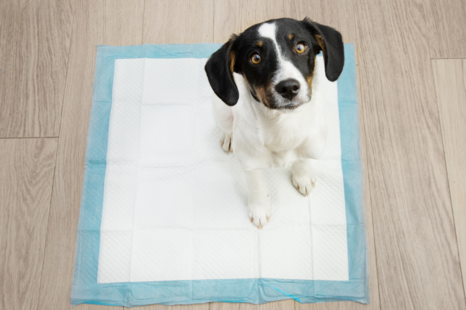 Educación para cachorros, la clave de una convivencia armoniosa y enriquecedora