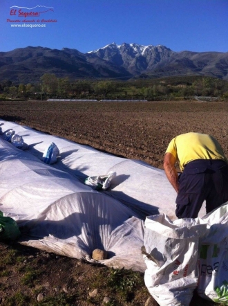 PIMENTÓN EL SEQUERO COMIENZA EL CULTIVO DE SU COSECHA 2015-2016