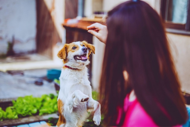 La importancia de una alimentación balanceada en los perros