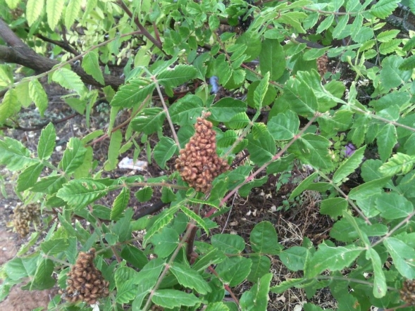 La mejor guía para la identificación de árboles de la Península Ibérica
