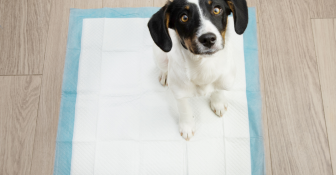 Educación para cachorros, la clave de una convivencia armoniosa y enriquecedora