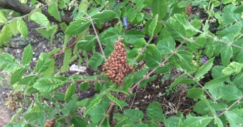 La mejor guía para la identificación de árboles de la Península Ibérica