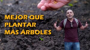 Cómo influye la bosques en España
