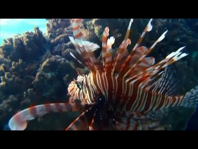 Cómo influye la biodiversidad en Francia
