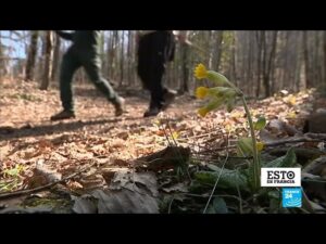 Cómo influye la bosques en Francia