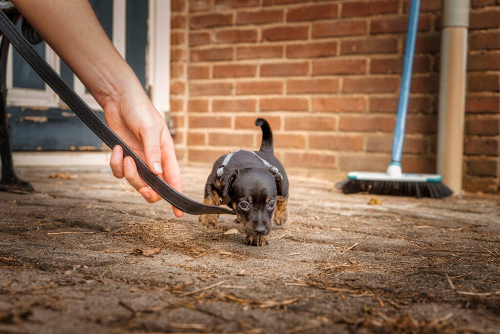 Small puppy on a leash stepping forward on a concrete patio as a hand guides it outside a brick house.