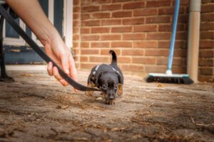 782044 Adiestramiento a domicilio - Europa Love 24h Small puppy on a leash stepping forward on a concrete patio as a hand guides it outside a brick house.